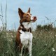 Dogtrace GPS Mini Tracker – Localizator inteligent pentru câini, rezistent la apă, autonomie 1 lună, funcții lumină, sunet, vibrații