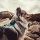 Dogtrace GPS Mini Tracker – Localizator inteligent pentru câini, rezistent la apă, autonomie 1 lună, funcții lumină, sunet, vibrații