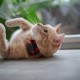 Dogtrace GPS Mini Tracker – Localizator inteligent pentru câini, rezistent la apă, autonomie 1 lună, funcții lumină, sunet, vibrații